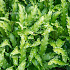 Asplenium scolopendrium