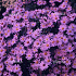 Aster 'Little Carlow'