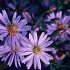Aster 'Little Carlow'