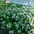 Aster ageratoides 'Asran'