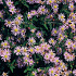 Aster ageratoides 'Asran'