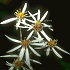 Aster divaricatus