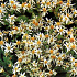 Aster divaricatus