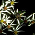 Aster divaricatus