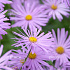 Aster frikartii 'Mönch'