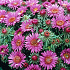 Aster novae angliae 'Purple Dome'