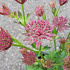 Astrantia major 'Roma'