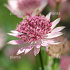 Astrantia major 'Roma'