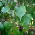 Betula pendula