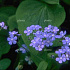 Brunnera macrophylla