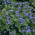 Brunnera macrophylla