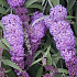 Buddleja davidii 'Nanho Blue'