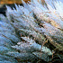Calamagrostis brachytricha