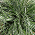 Carex oshimensis 'Everest'