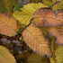 Carpinus betulus