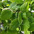 Carpinus betulus