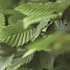 Carpinus betulus