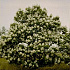 Catalpa bignonioides