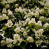 Catalpa bignonioides