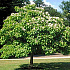 Catalpa bignonioides
