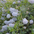 Ceanothus thyrsiflorus repens
