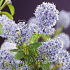 Ceanothus thyrsiflorus repens