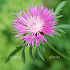 Centaurea dealbata