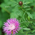 Centaurea dealbata