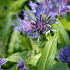 Centaurea montana 'Coerulea'