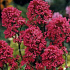 Centranthus ruber 'Coccineus'