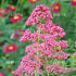 Centranthus ruber 'Coccineus'