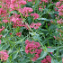 Centranthus ruber 'Coccineus'