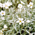 Cerastium tomentosum