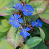 Ceratostigma plumbaginoides