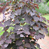 Cercis canadensis 'Ruby Falls'