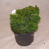 Chamaecyparis obtusa 'Nana Gracilis'