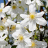 Clematis 'Avalanche'