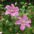 Clematis 'Comtesse de Bouchaud'