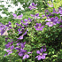 Clematis 'Jackmanii'