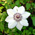 Clematis 'Miss Bateman'