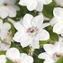 Clematis 'Miss Bateman'