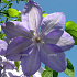 Clematis 'Mrs Cholmondeley'