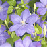 Clematis 'Mrs Cholmondeley'