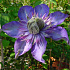 Clematis 'Multi Blue'