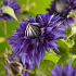 Clematis 'Multi Blue'