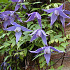 Clematis alpina