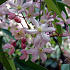 Clematis armandii 'Apple Blossom'