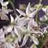 Clematis armandii 'Apple Blossom'