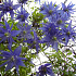 Clematis macropetala