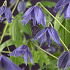 Clematis macropetala